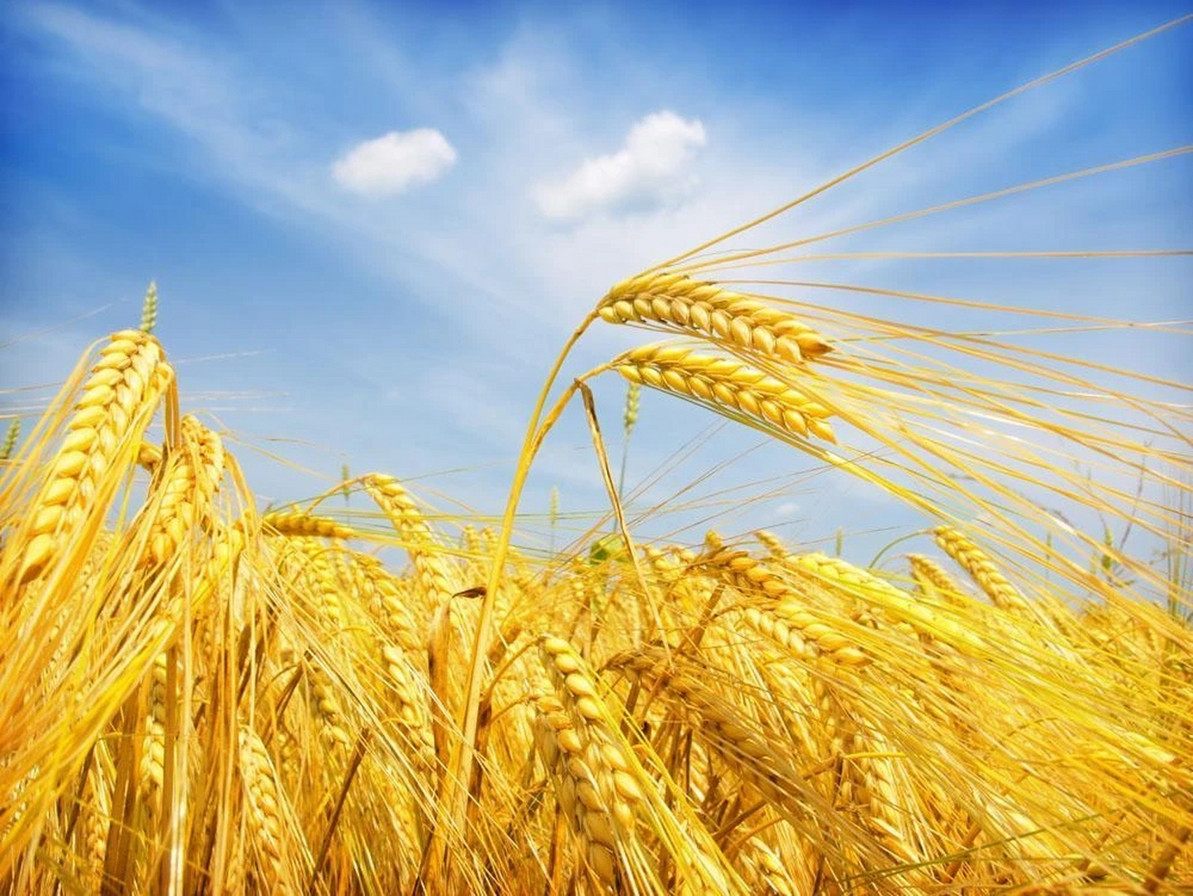 "芒种",grain in ear  或叫做grain in beard,  ear 是穗,beard 指