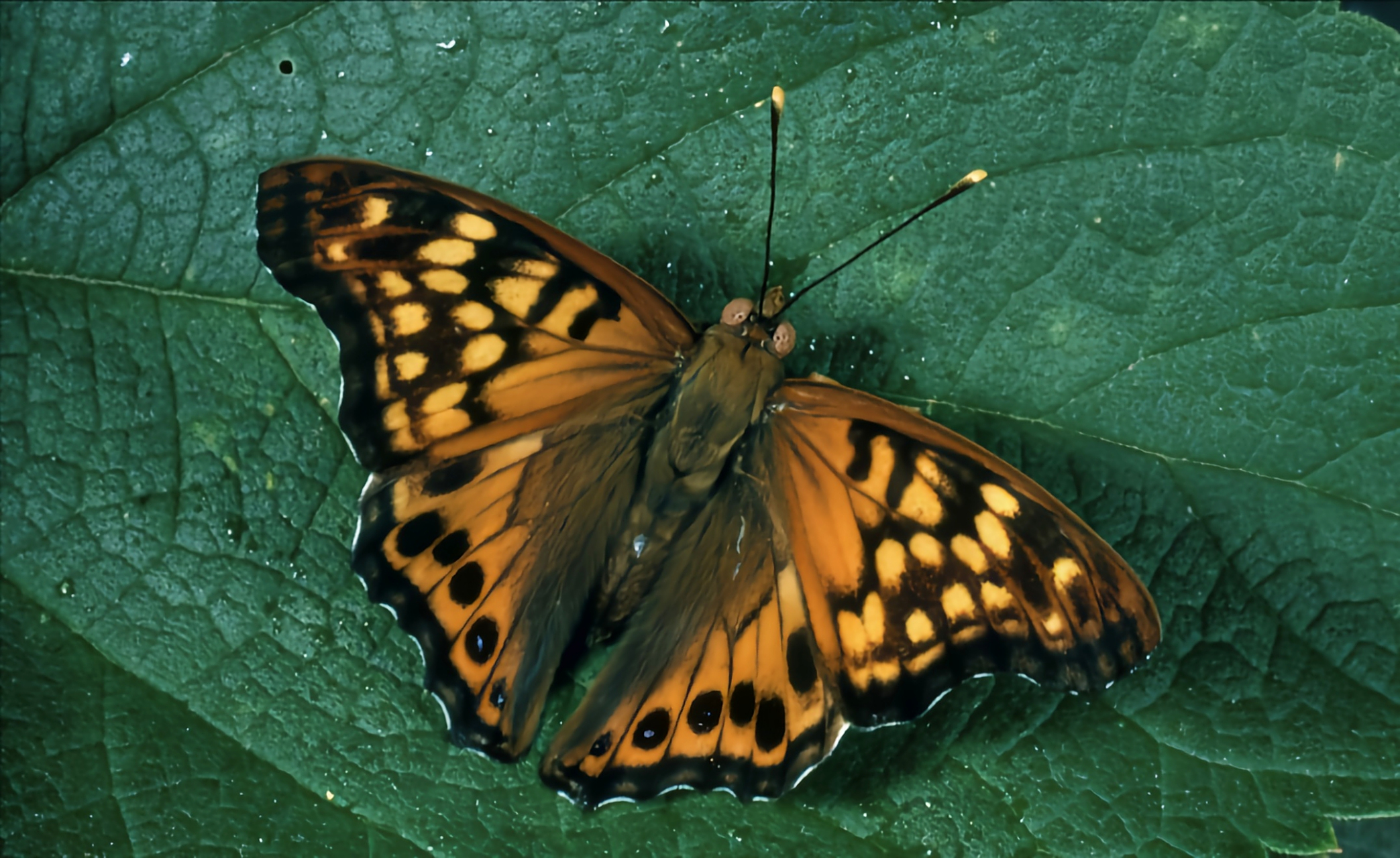 每天认识一种昆虫——白弦月纹蛱 白弦月纹蛱蝶因后翅有一个白色的