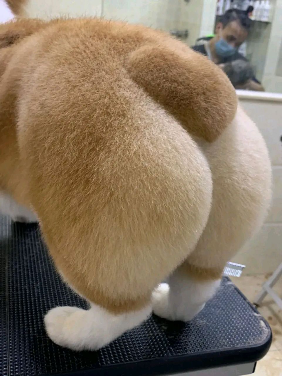 网友:柯基的爱心屁屁,好想摸一把,真的太可爱了!