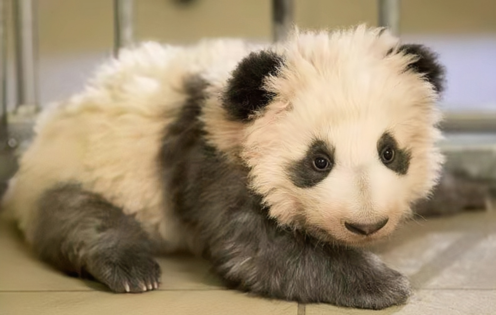 大熊猫圆梦,生日2017年8月4日,出生于法国博瓦勒野生动物园,它是首