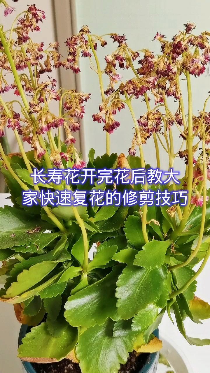 长寿花开完花后教大家快速复花的修剪技巧