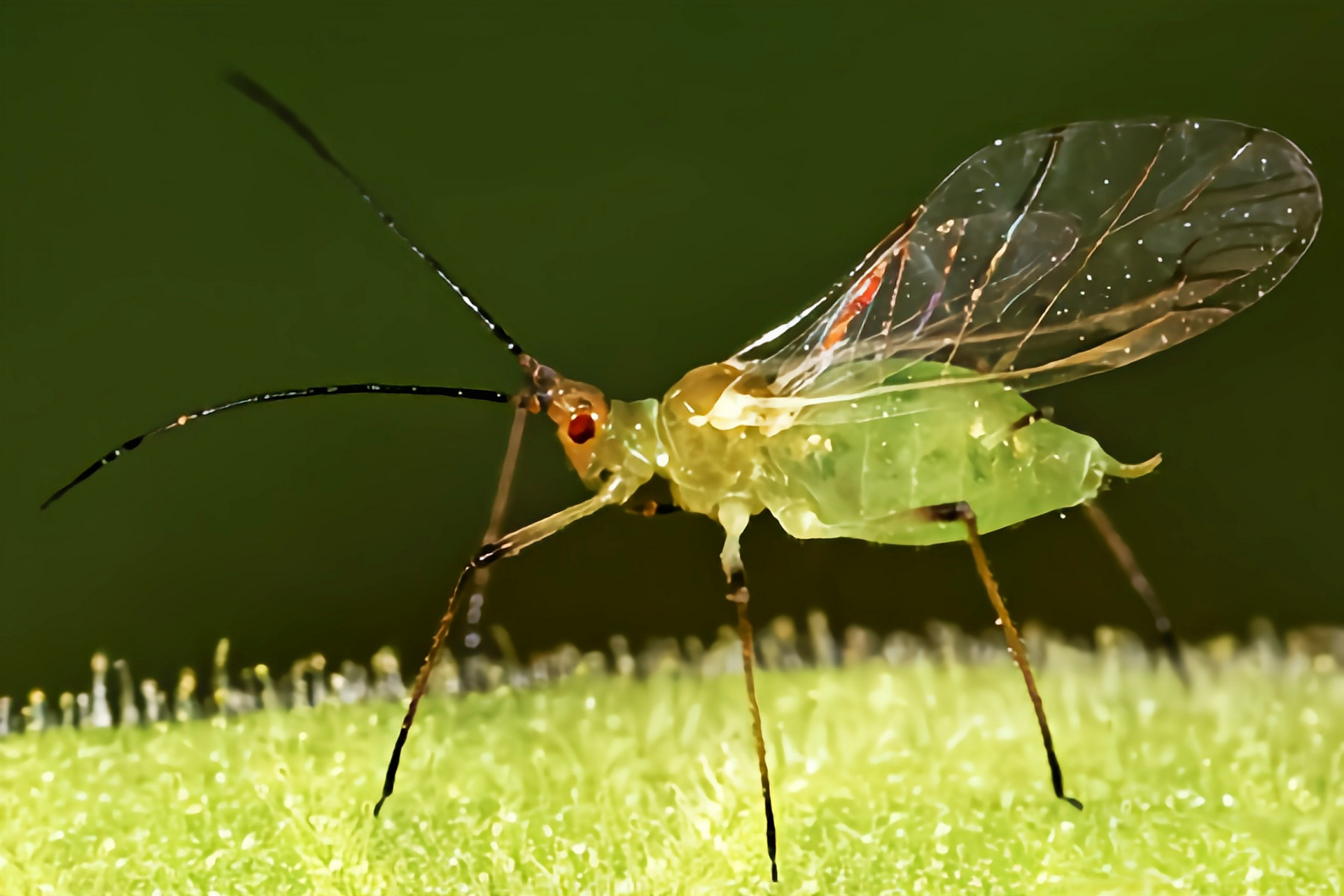 每天认识一种昆虫——桃蚜 桃蚜又名麦蚜,烟蚜,桃赤蚜,是半翅目,蚜科