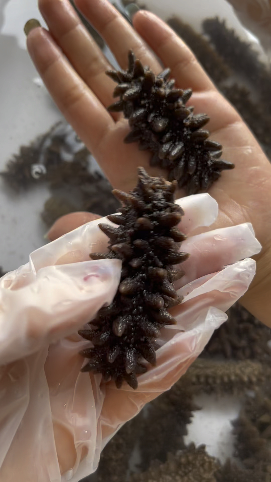 俄罗斯红参原参