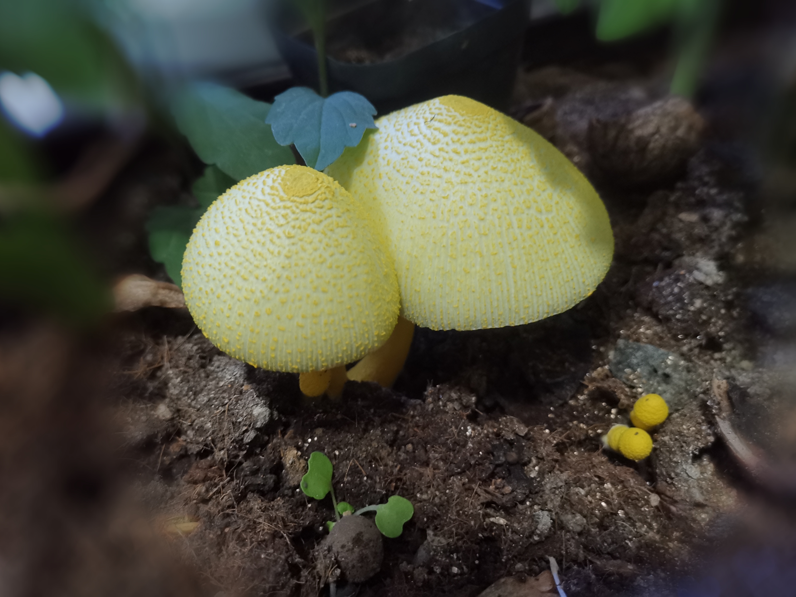 家里的种菜筐里竟然长出了这种漂亮的黄蘑菇,不知能吃吗?是真好看96