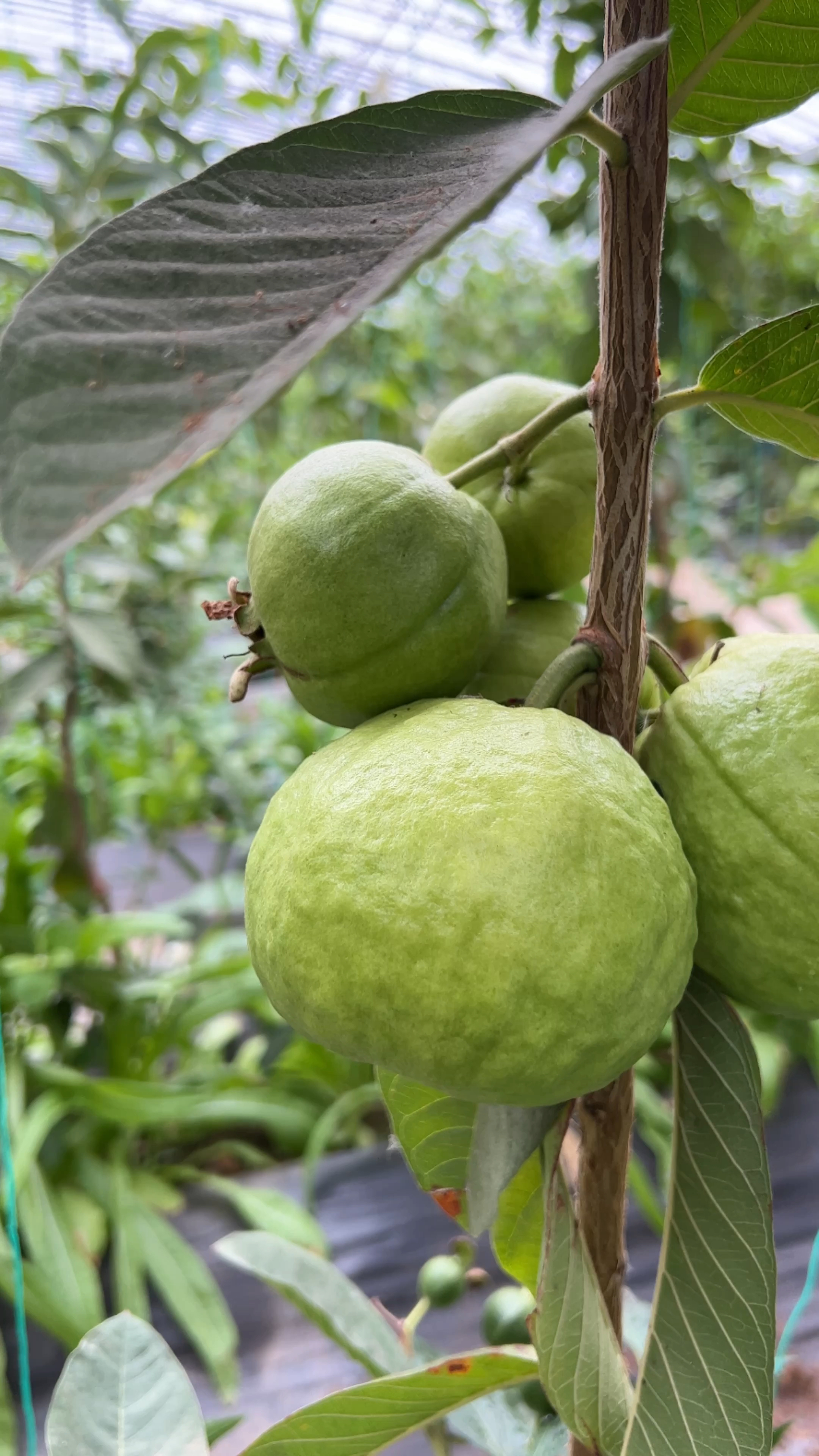 花开四季,结果四季,就是这个四季梨!