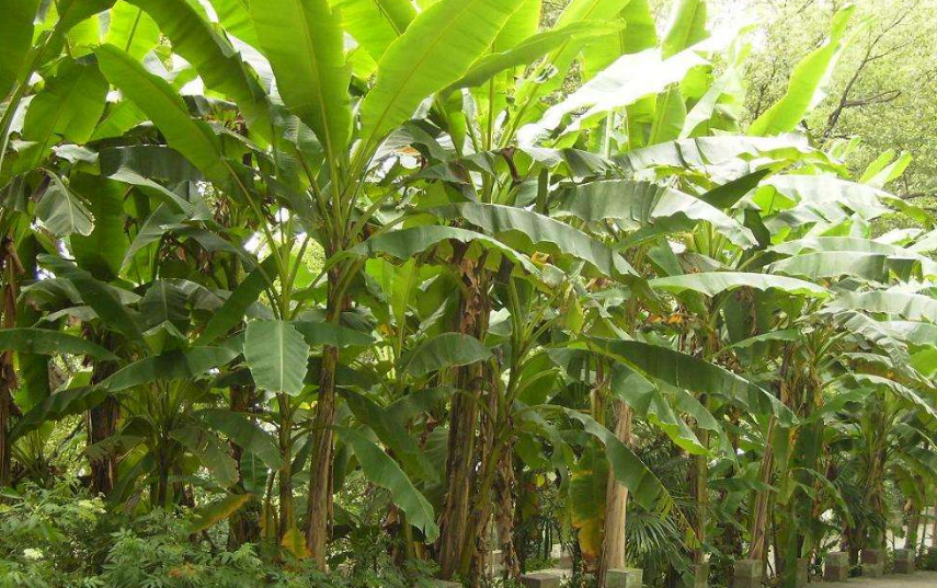 芭蕉树怎样管理与种植