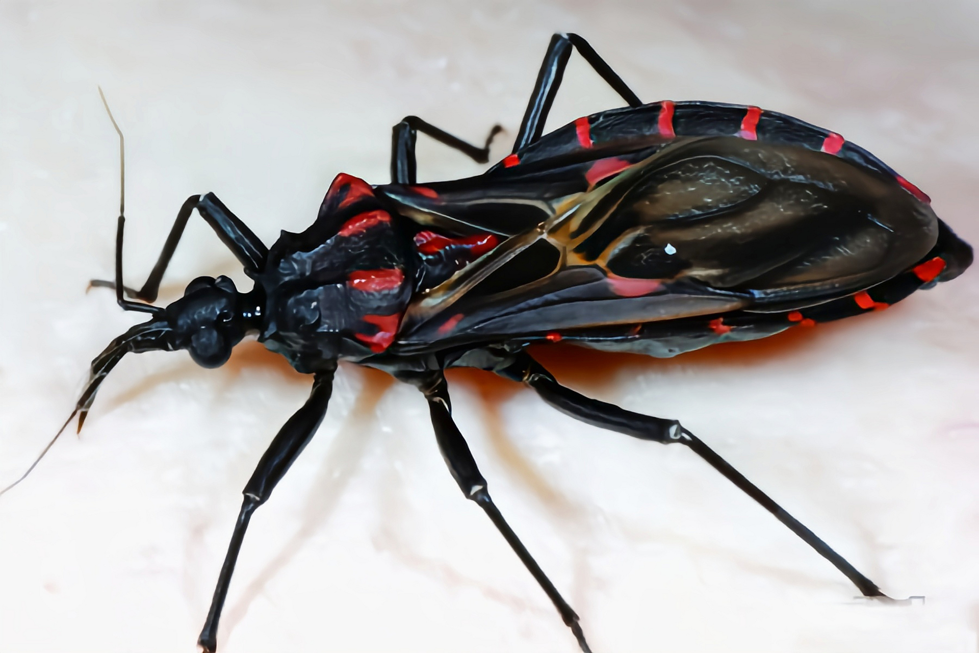 南美锥蝽又名接吻虫,是半翅目,猎蝽科,锥蝽属昆虫,原产于南美洲,以