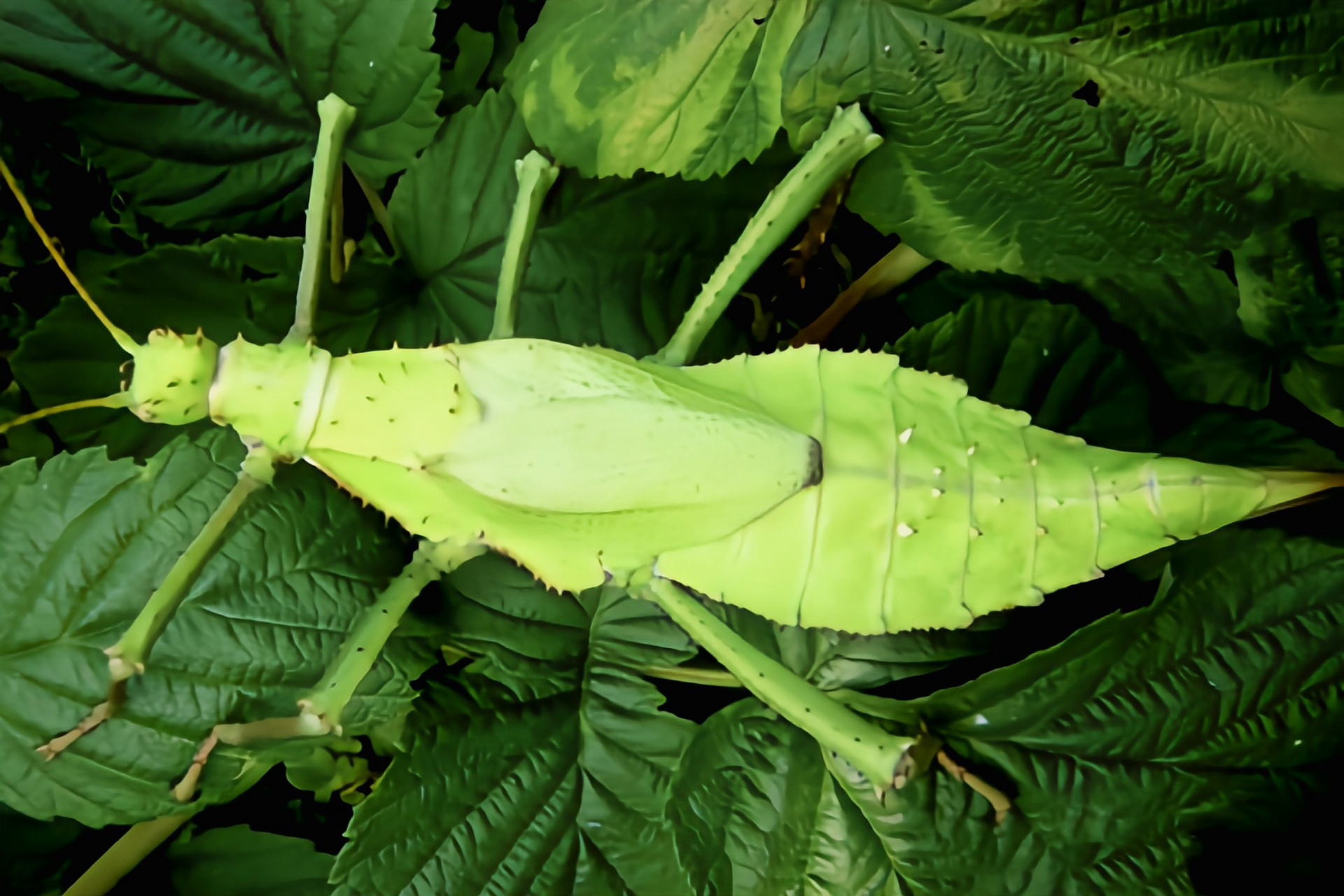 每天认识一种昆虫——扁竹节虫 扁竹节虫别名巨扁竹节虫,原产于亚洲