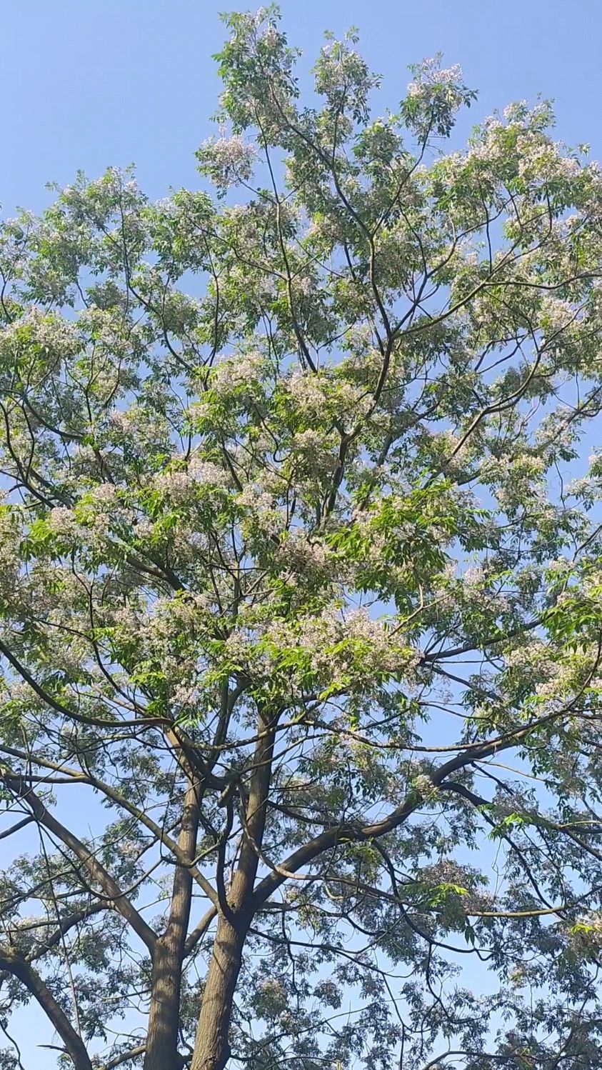 家乡的苦楝树开花了