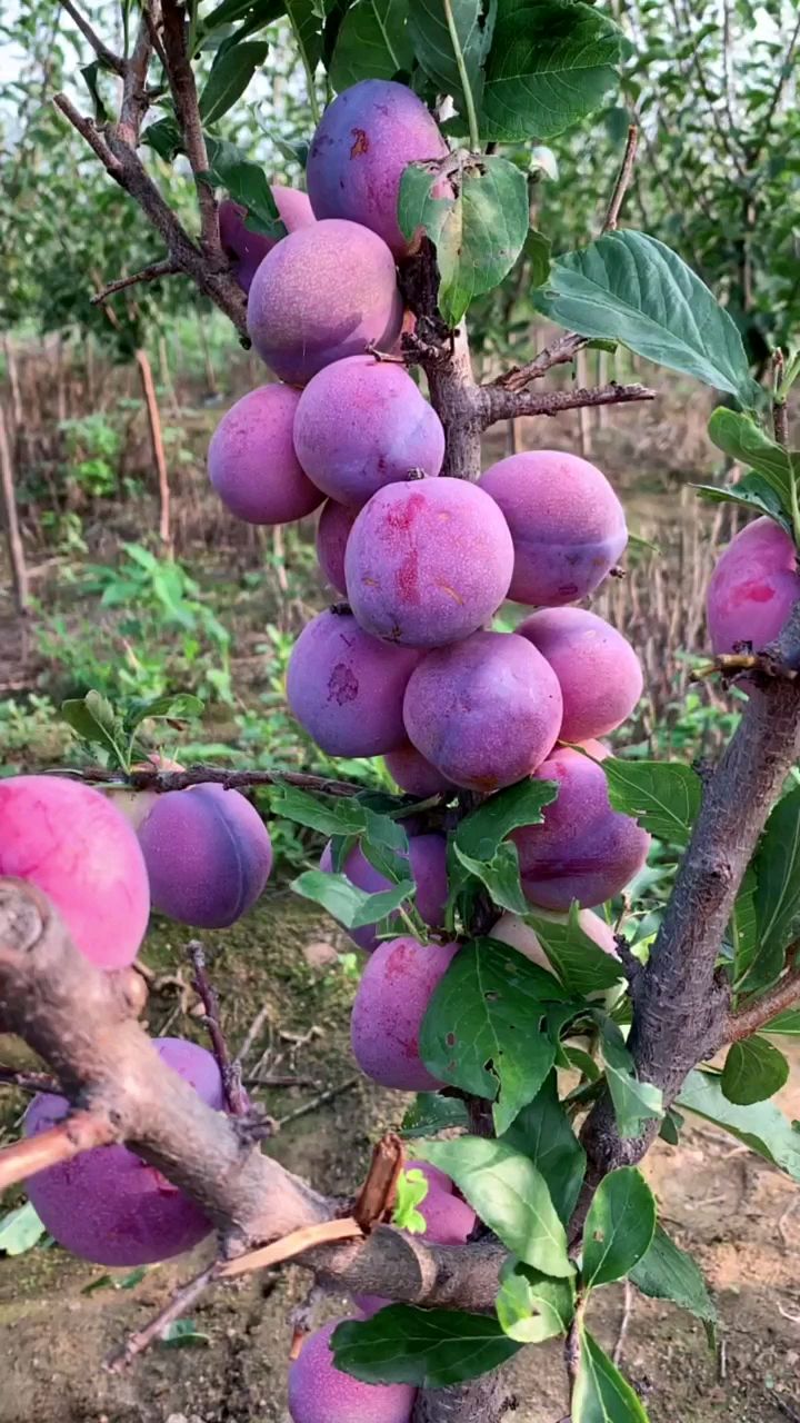 大家好喜欢栽种吉胜桃李关注我