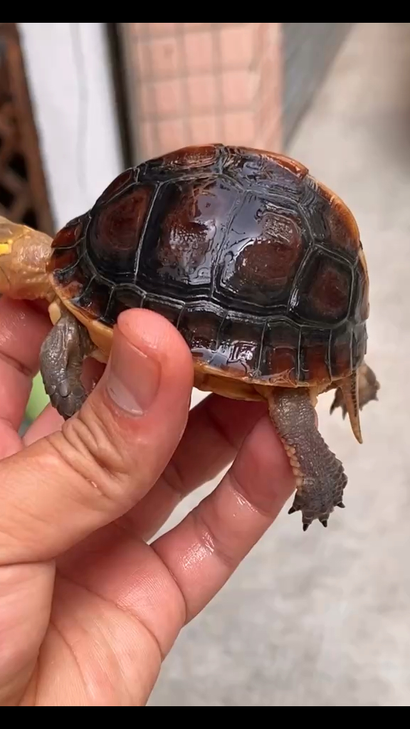 安徽种黄缘闭壳龟球体品质合集-度小视