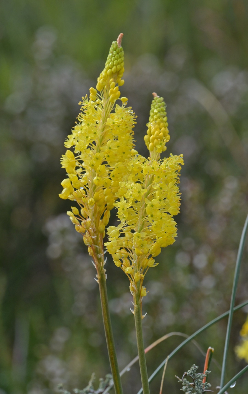 阿福花科 粗尾草属 优雅粗尾草 bulbinella elegans #ai助手创作季