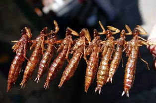 "水中老虎"蜻蜓幼虫