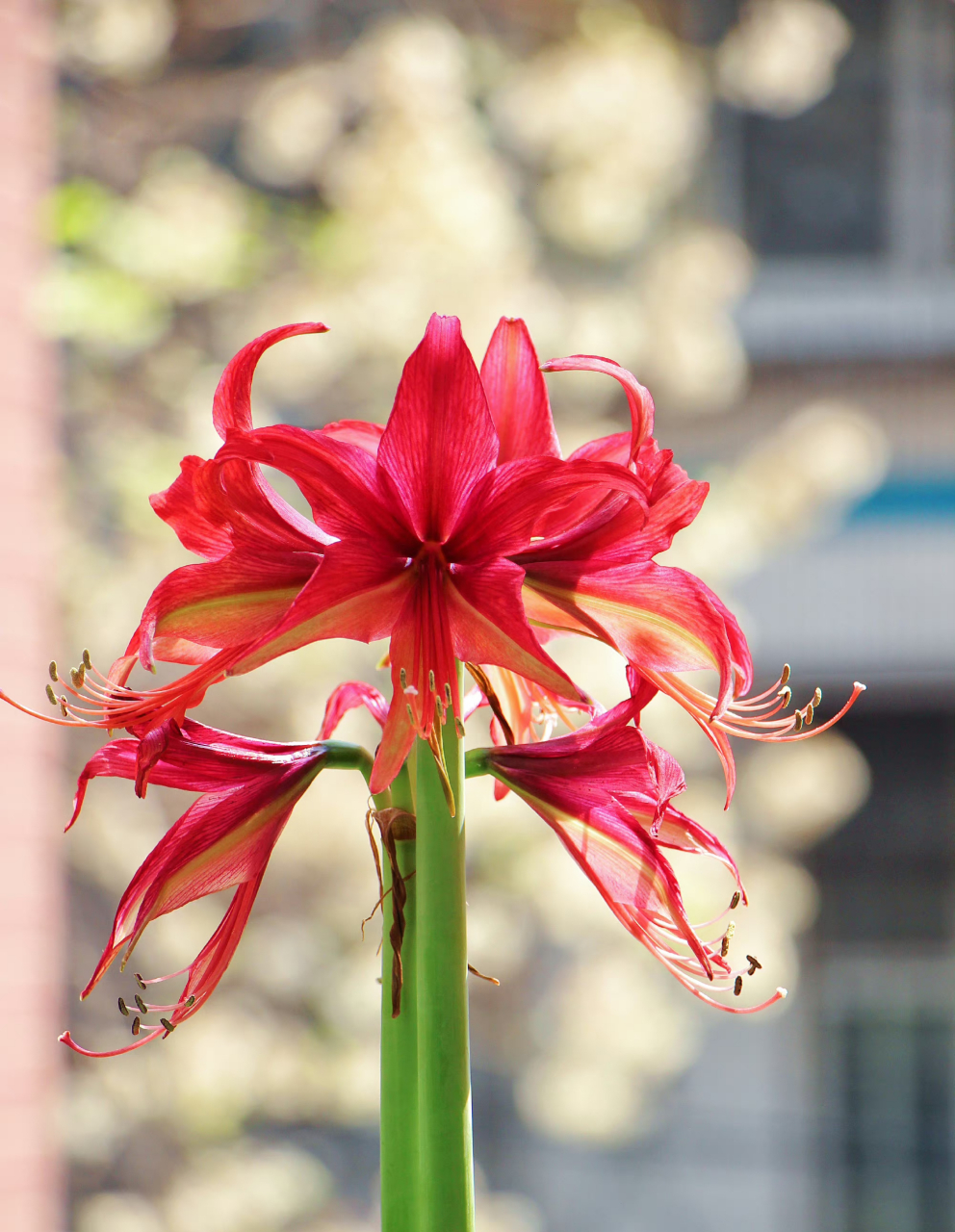 朱顶红 拉巴斯 依然是细瓣长蕊的典型代表.