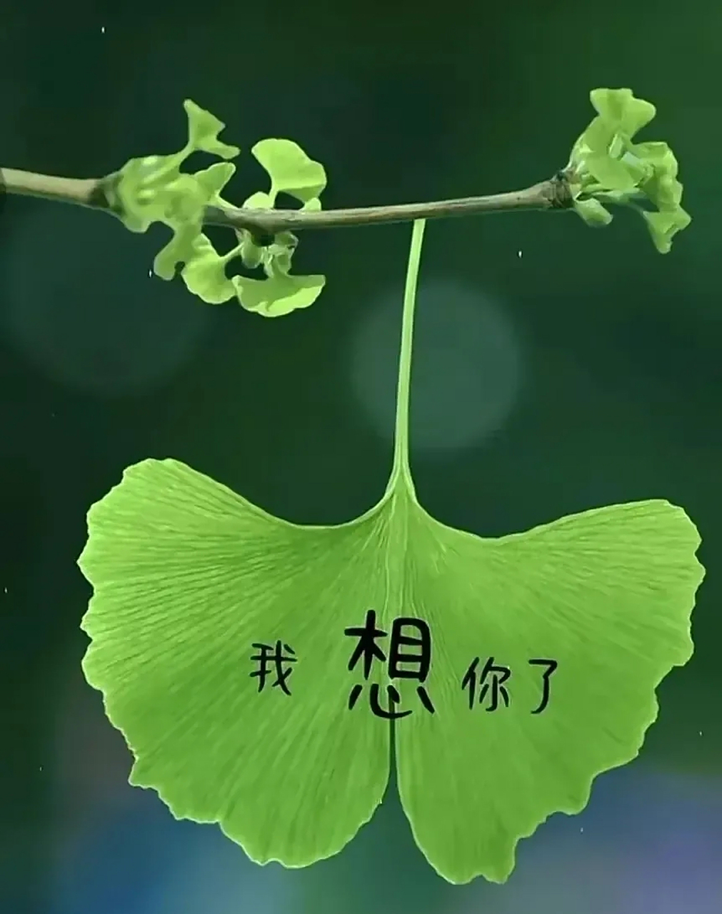 抵达的岸  不敢晒 不敢说 不敢打扰 更不敢告诉任何人 想你了不敢联系