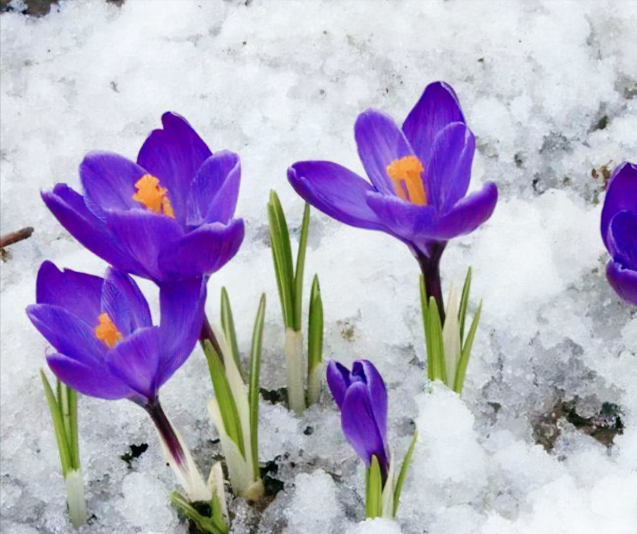 冬天开的花有哪些雪景图片
