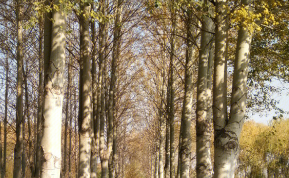 白杨树和白桦树区别是啥