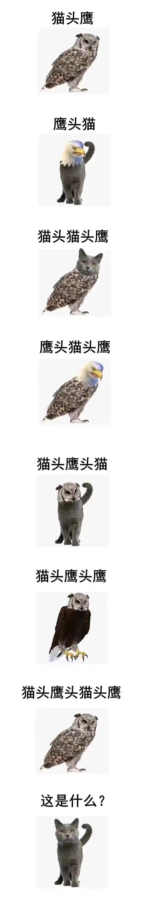 猫头鹰歪头杀图片