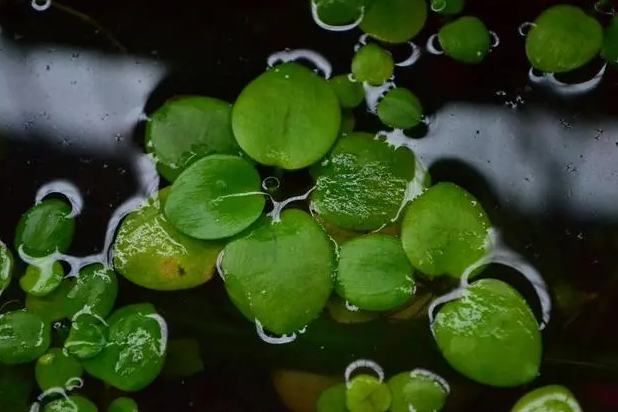 浮萍是什么植物?