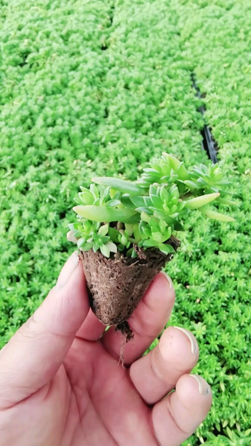 冬季绿雕换装绿叶佛甲草