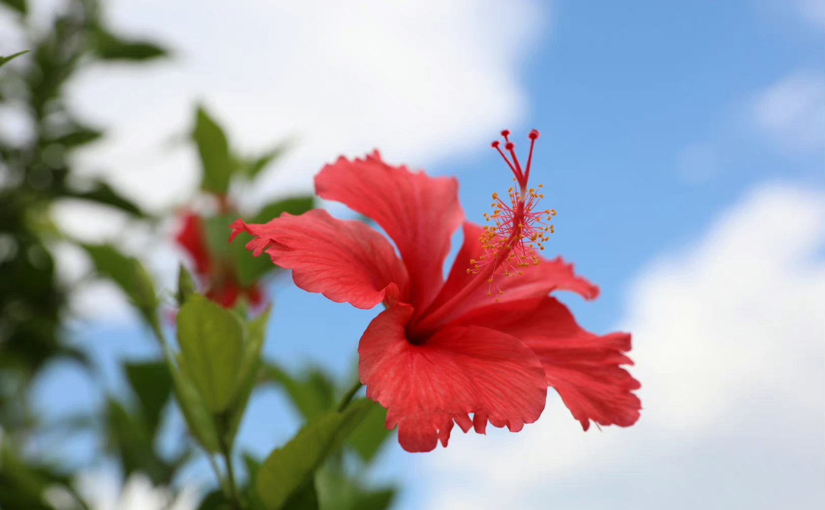 新鲜的恋情   微妙的美(花大色艳,美丽喜庆)一一朱槿花(大红花,红扶桑