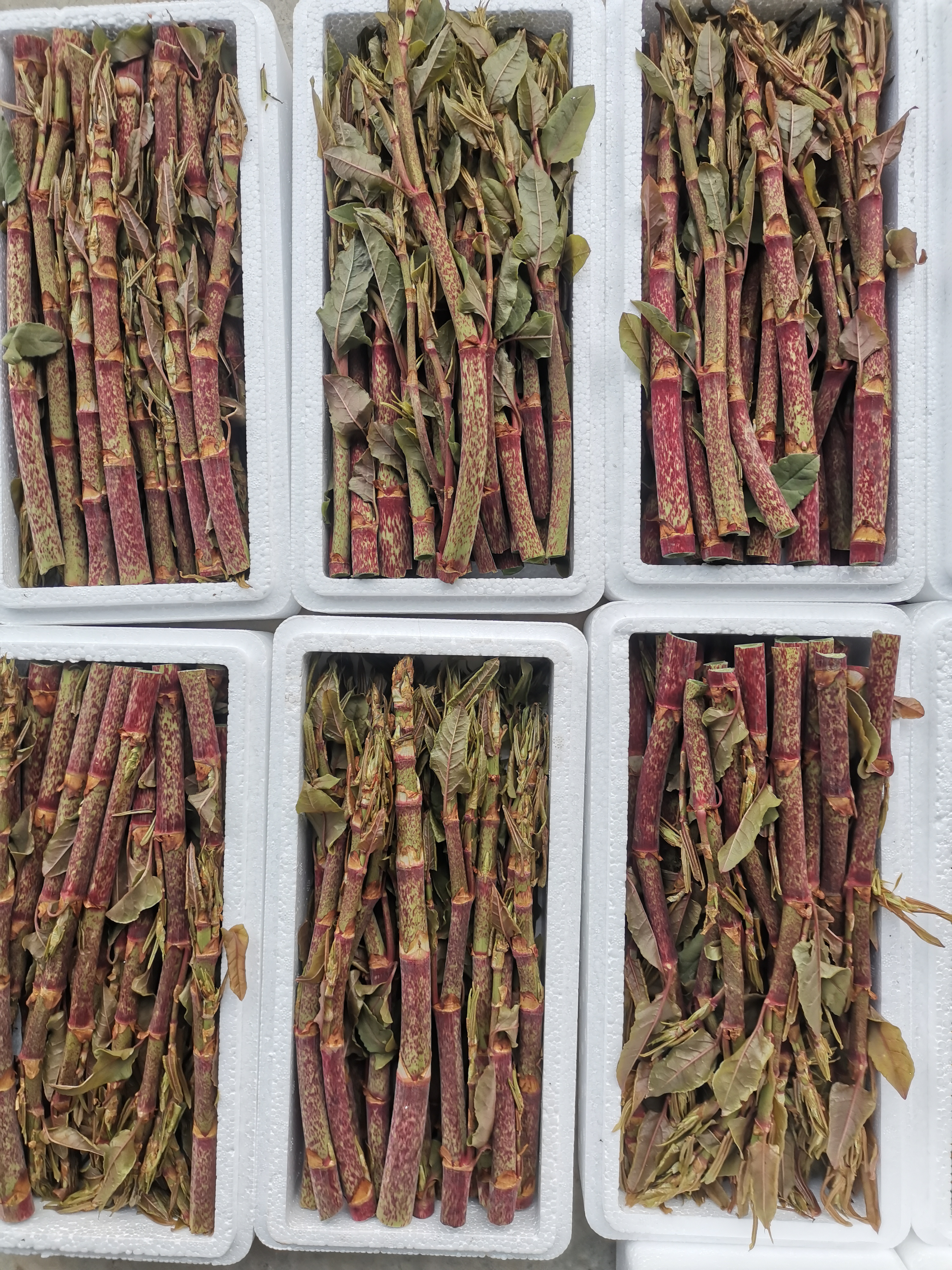 虎杖笋酸筒杆笋尖