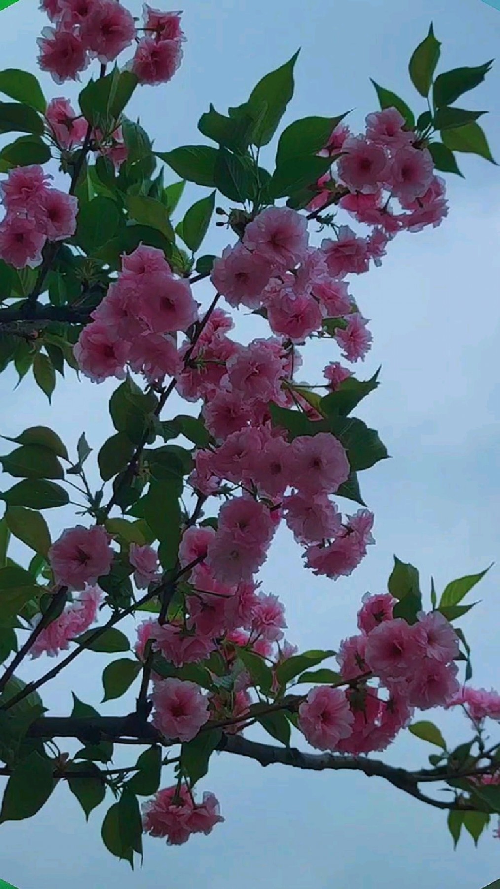 杨柳青青到春分,草长莺飞万象新,春光明媚祝福您,吉祥如意行大运