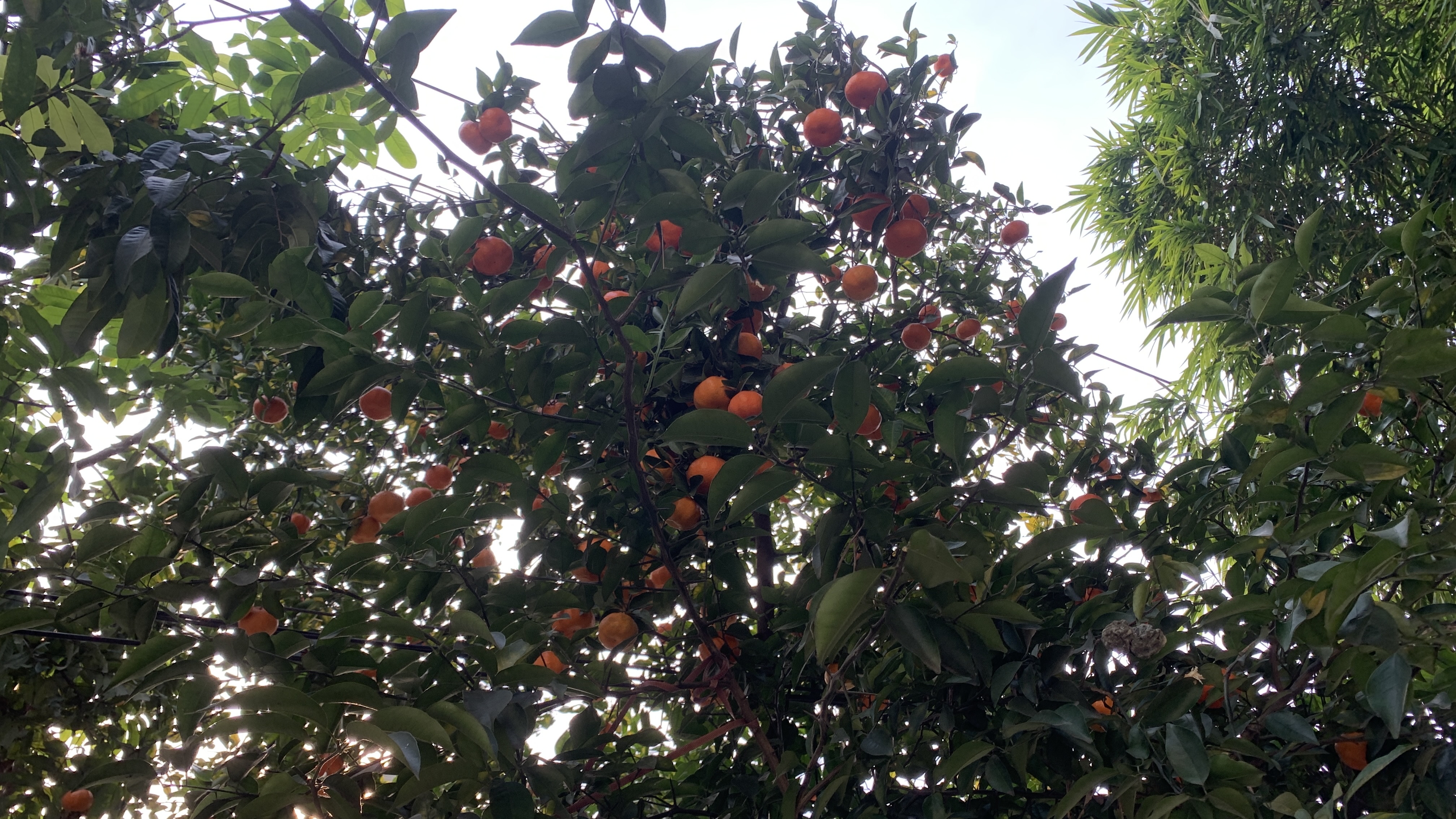 川南红橘又名柑儿或者红袍柑,成熟后红颜夺目,香甜可口,多吃容易上火