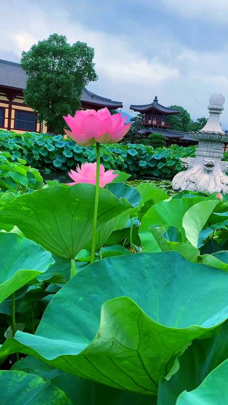 手机相册封面风景图片