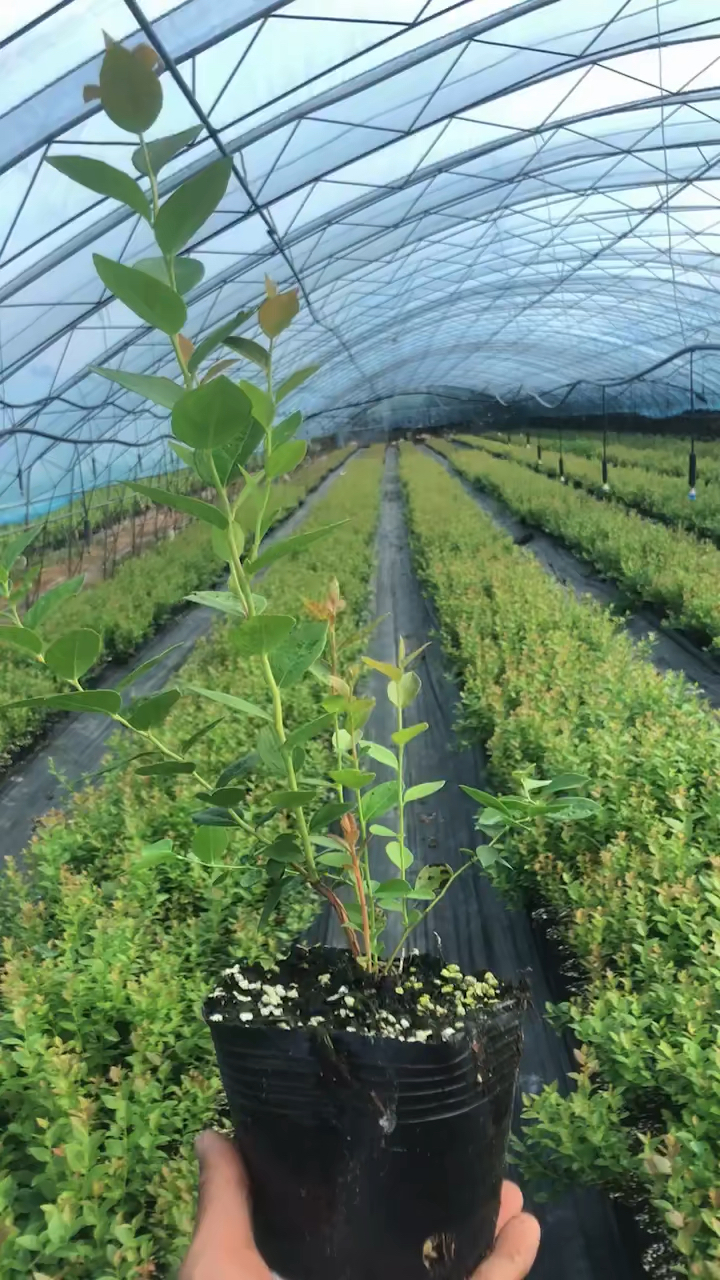 蓝莓苗基地进口基质组培育苗云雀l智利杜克法新f6等