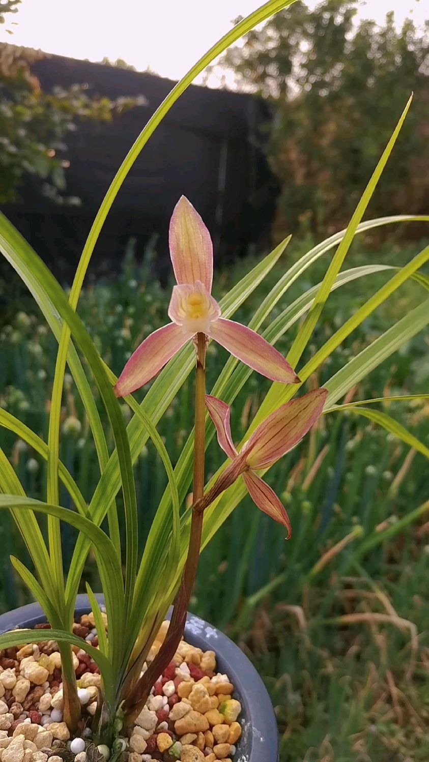 平價好花,春劍雅女