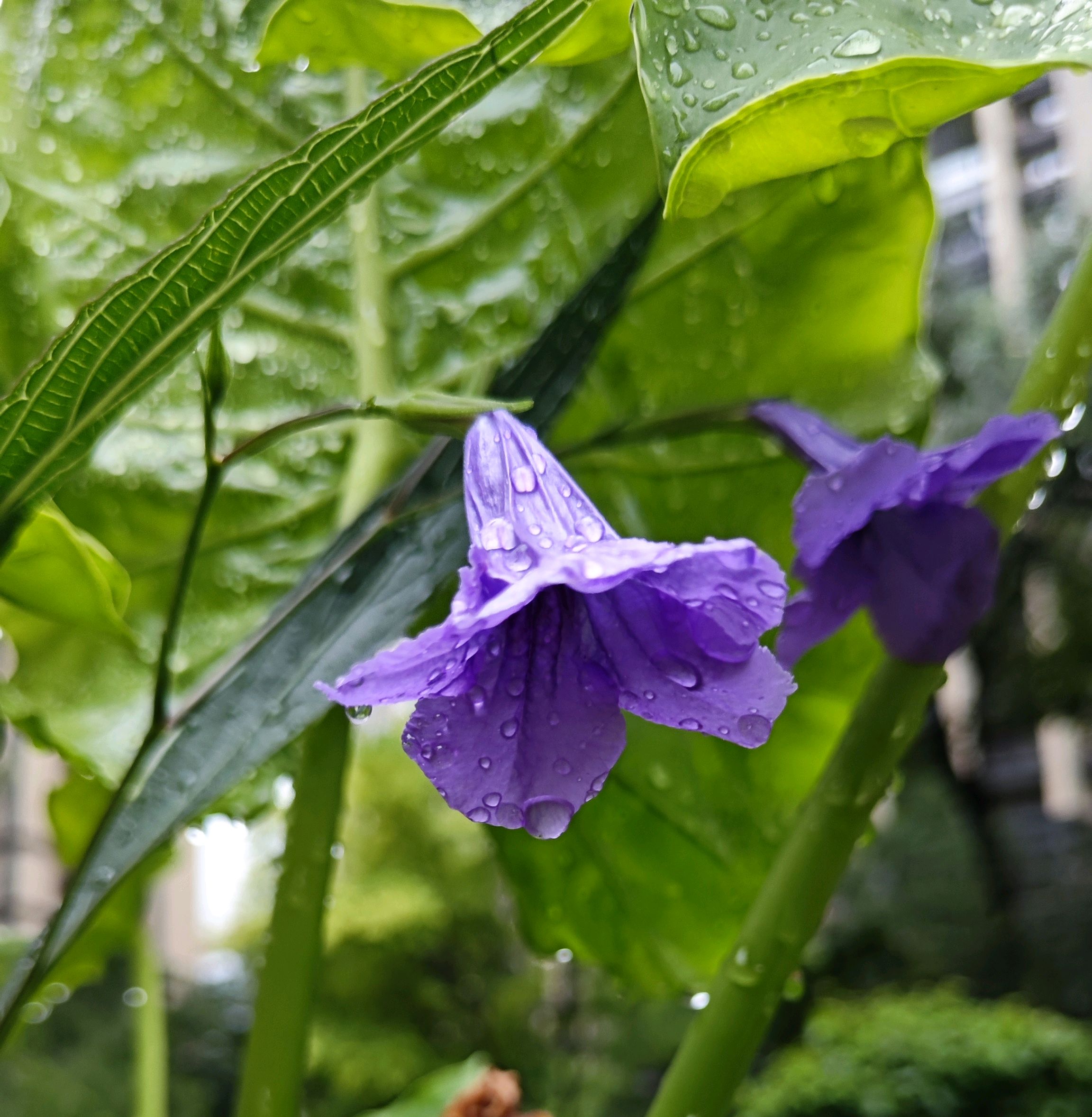 兰花草背景图片图片