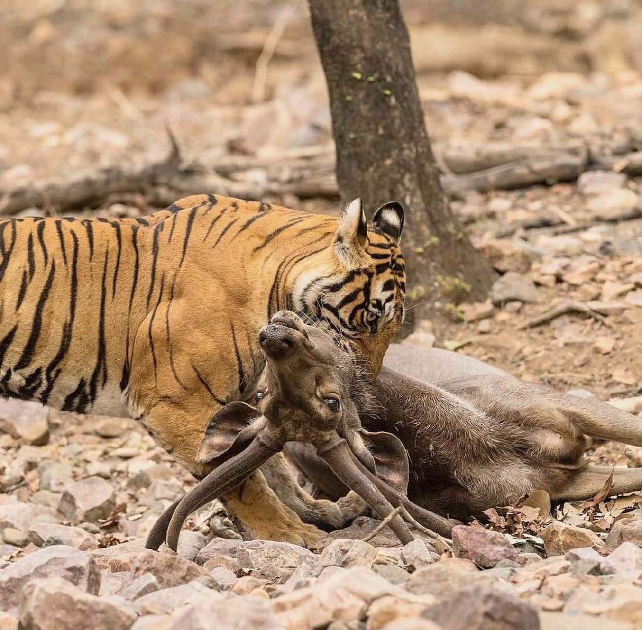 老虎捕杀鹿,大自然的残酷!