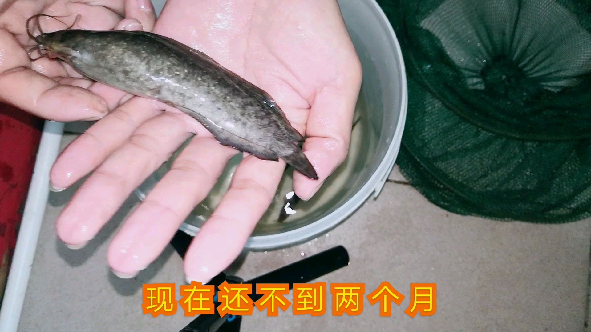 高密度鱼池里面的五种鱼,有一种鱼半年可以卖,快看看是哪一种吧