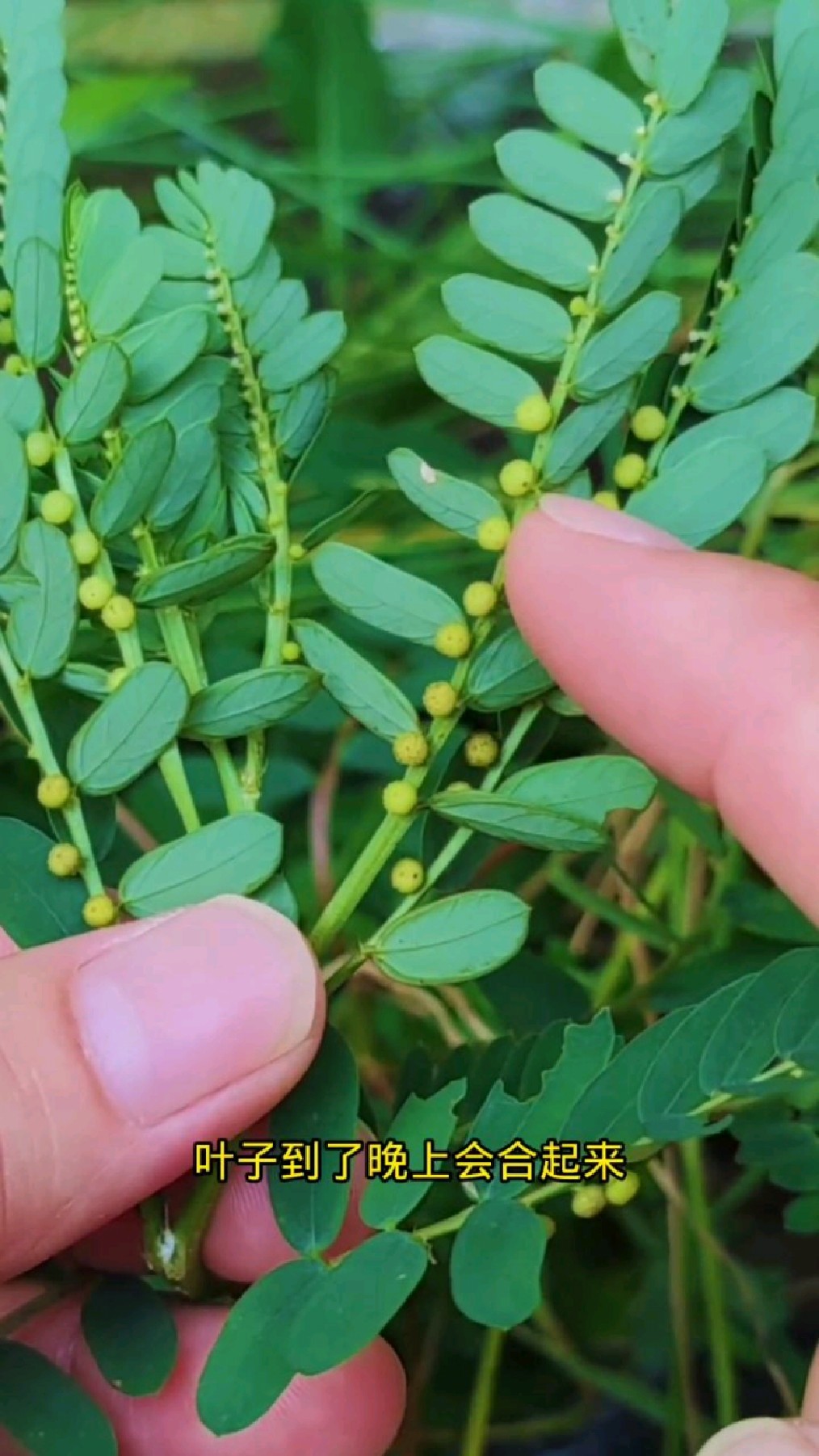 路边常见的野草叶下珠奶奶经常拿它煮猪肝