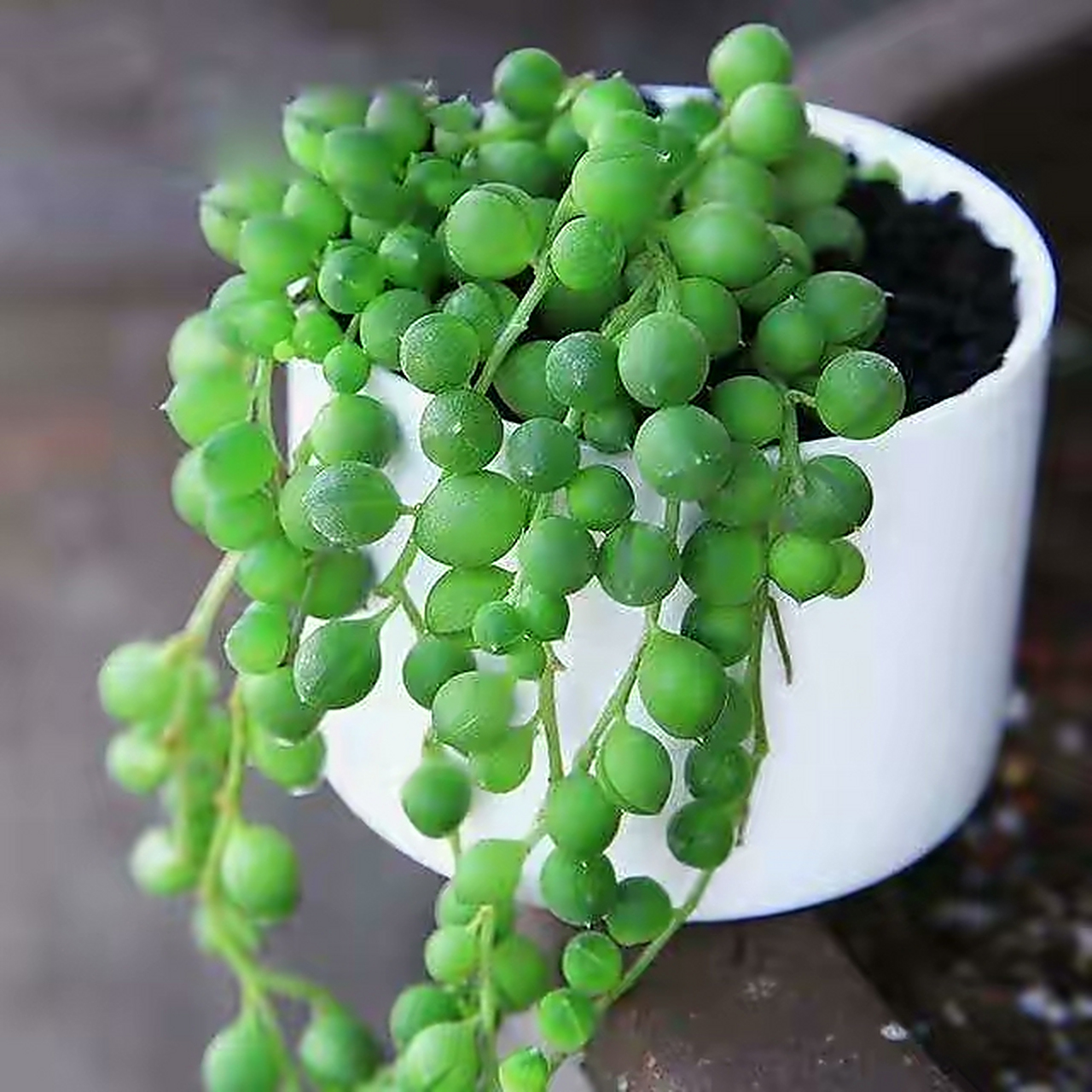 佛珠吊兰(佛珠吊兰图片)