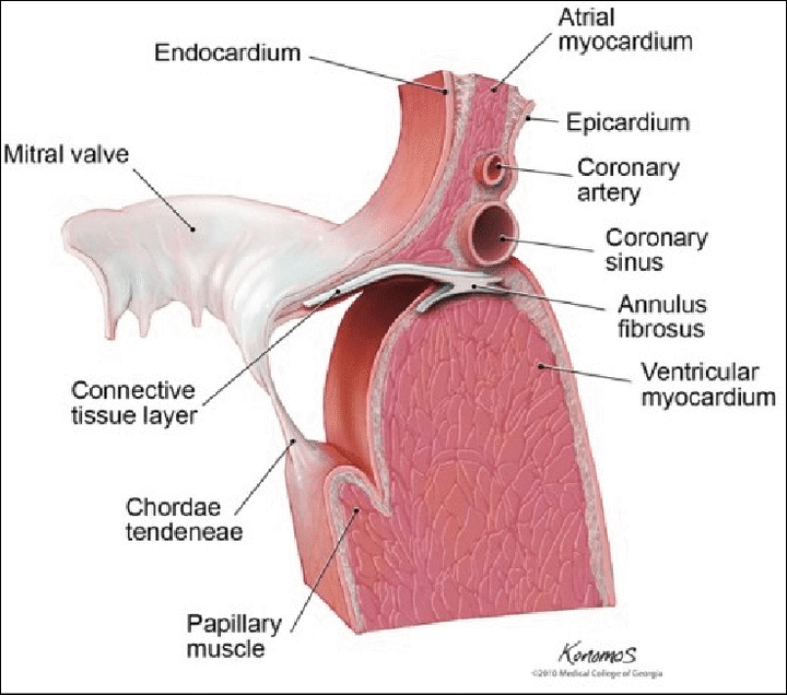风湿性二尖瓣病变,别着急换瓣(1)