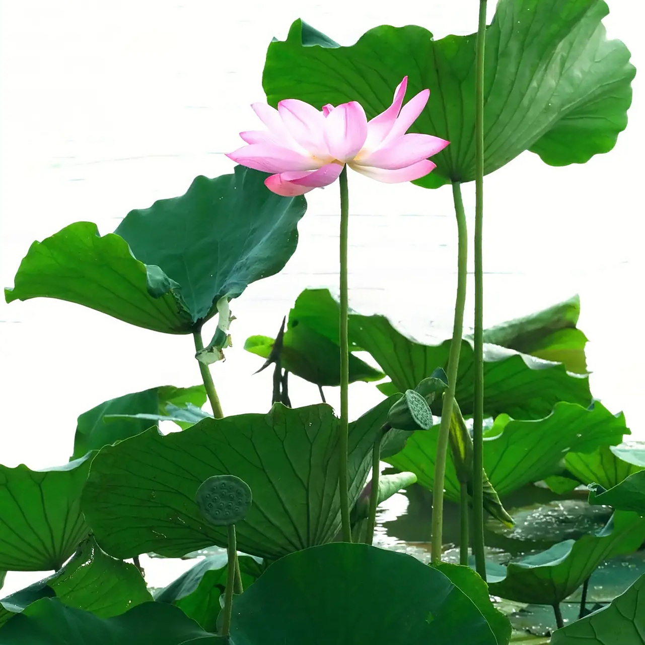 今见连连好运90美美和和90盛开荷花池清风徐来