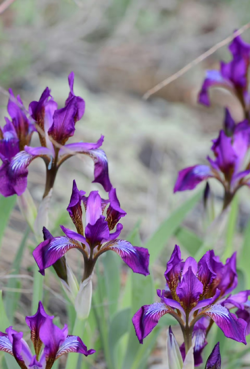 膜苞鸢尾 iris scariosa 鸢尾科 鸢尾属 67.