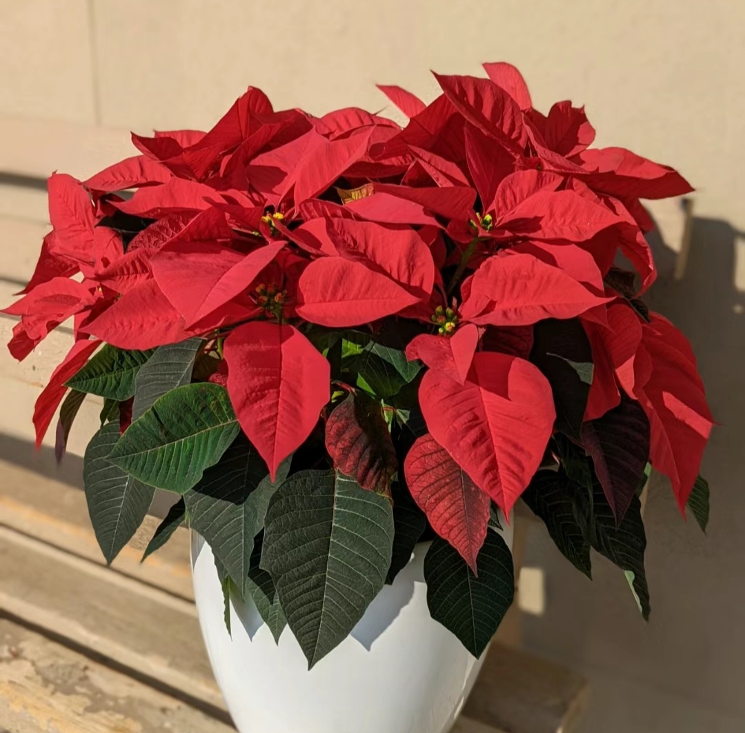 下文介绍100种适合家养的花卉绿植