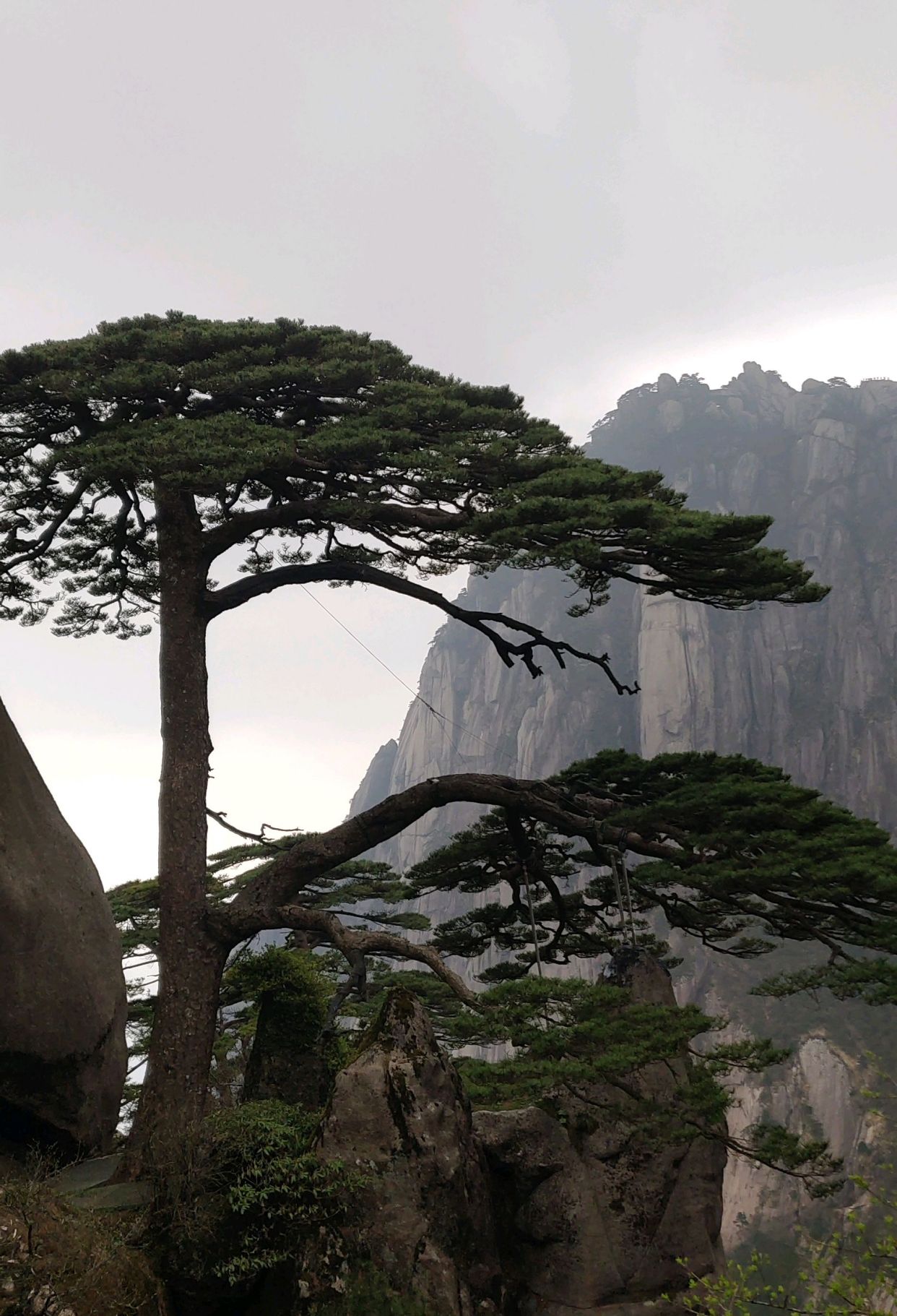 黄山奇松怪石