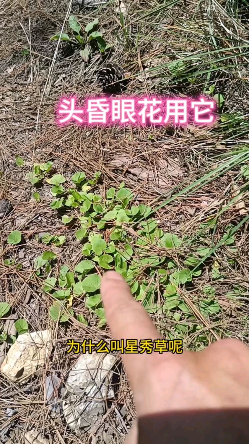 我们农村人经常用的一种植物"星秀草",眼睛痛用它特别好-度小视
