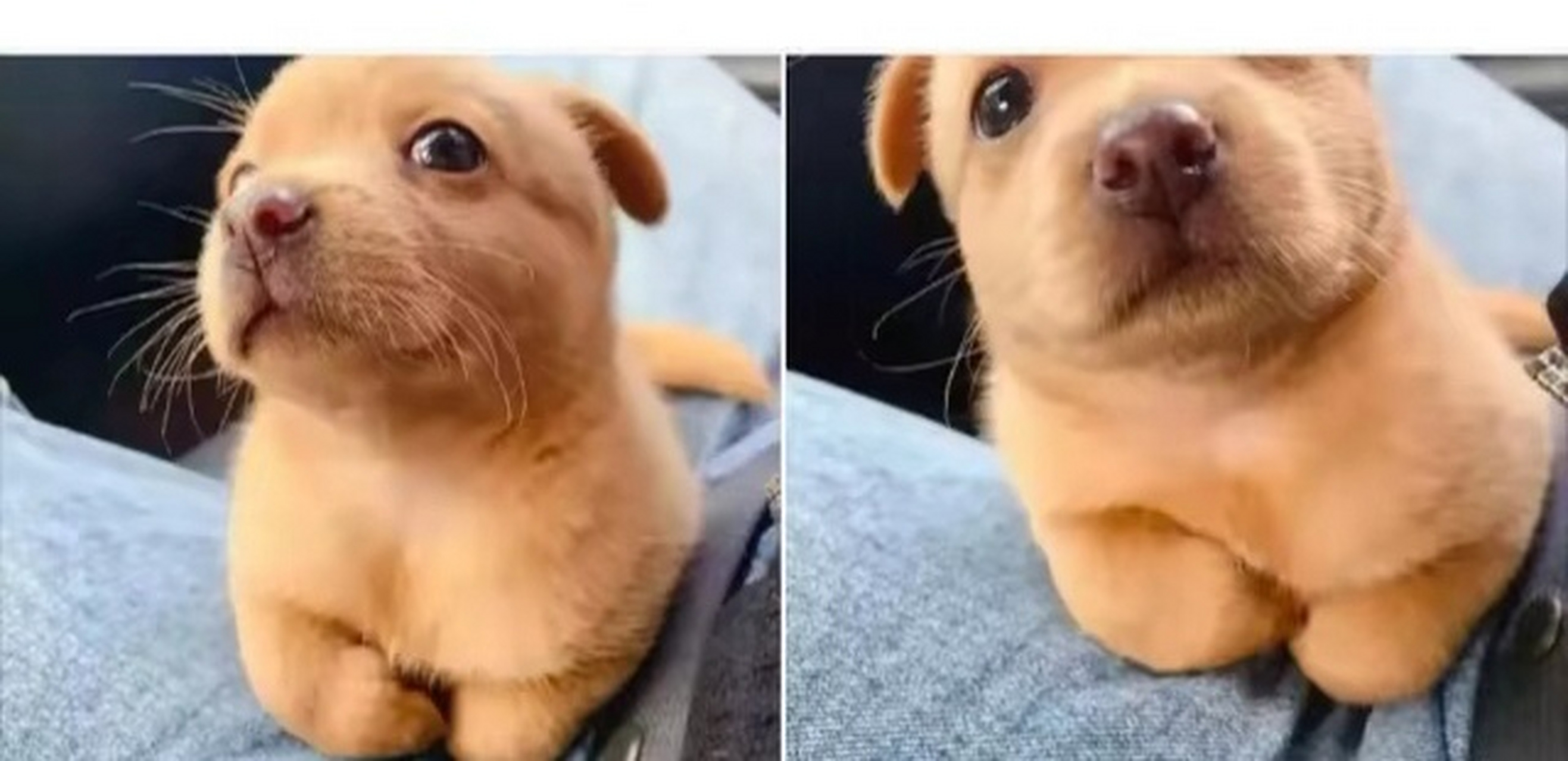 想买只小狗,可它瞧不上我.#狗狗# #萌宠搞笑合集