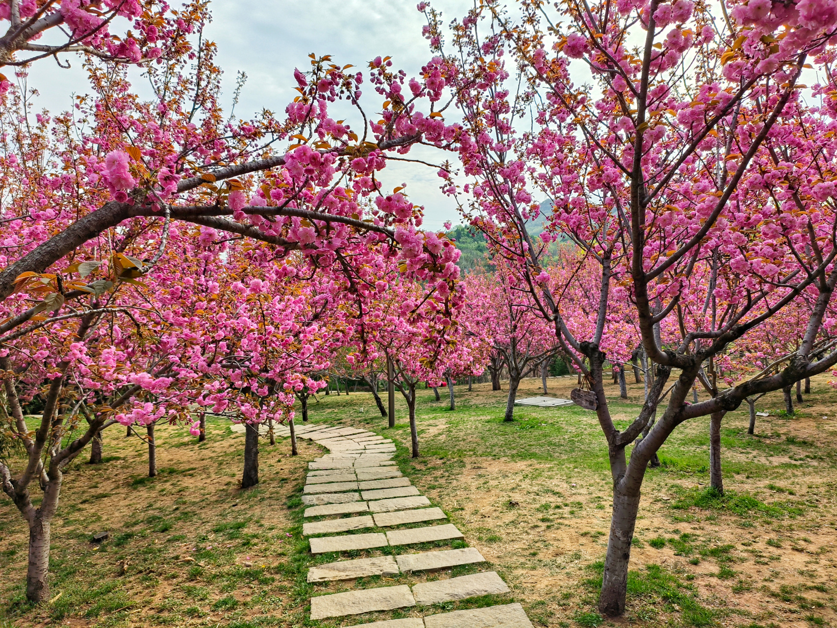 大连植物园樱花完全绽放,粉色花海太美了,好几片樱花林,快来拍照呀