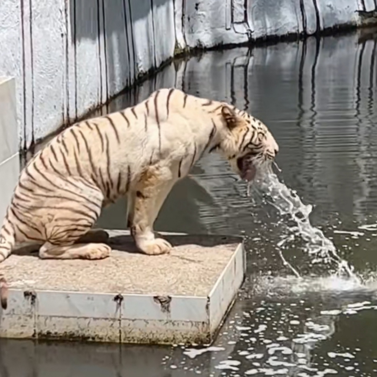 活了30年,第一次看到老虎呕吐,像个水龙头似的.