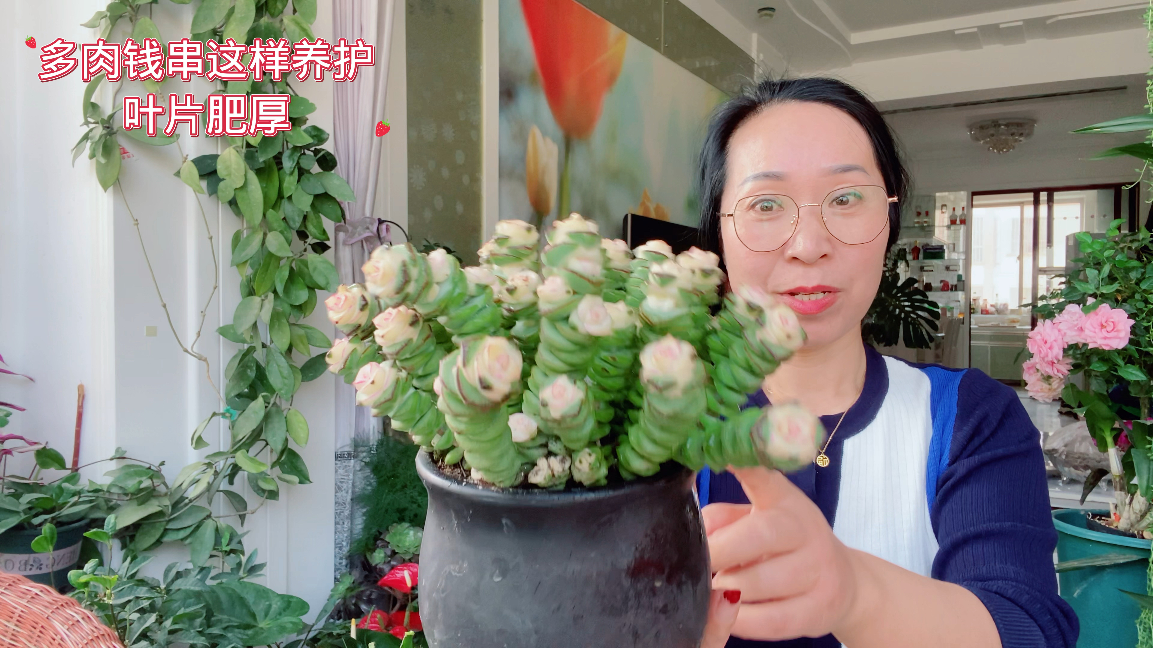多肉钱串这样养护,叶片肥厚