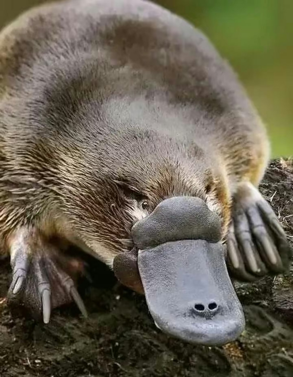 可达鸭?扁嘴兽?