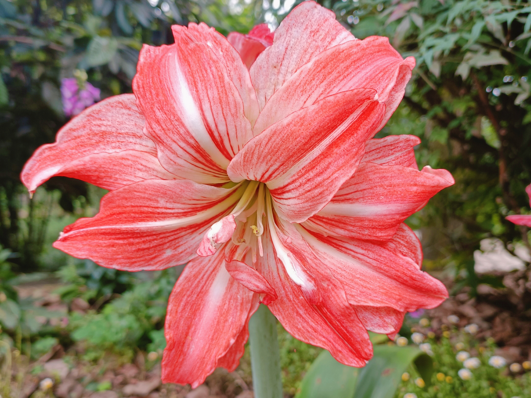 把鹤顶红花送开店做生意的的朋友特别适宜