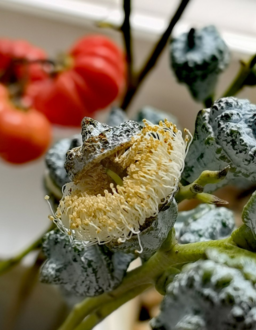 发动态聊亚运# 花草世界 尤佳利果实,竟然开花了,吓一跳 先结果,果