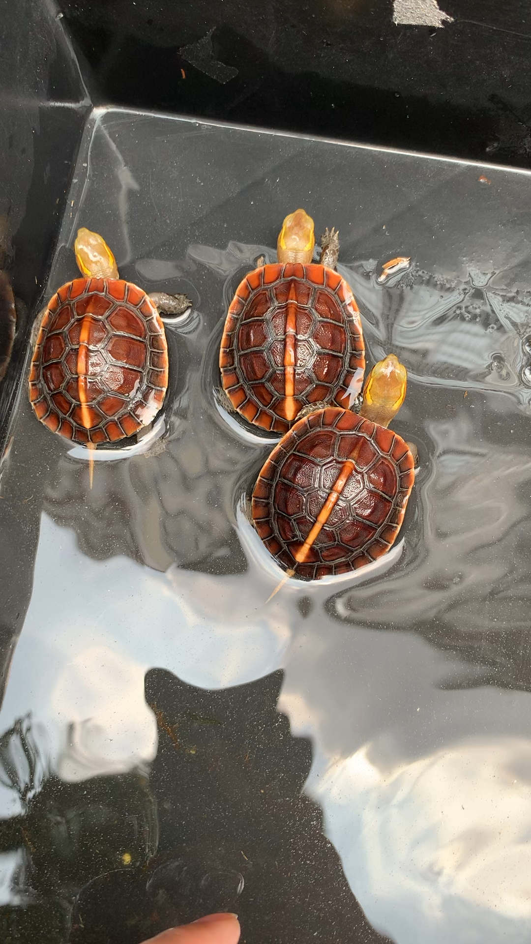 安缘闭壳龟,小安缘